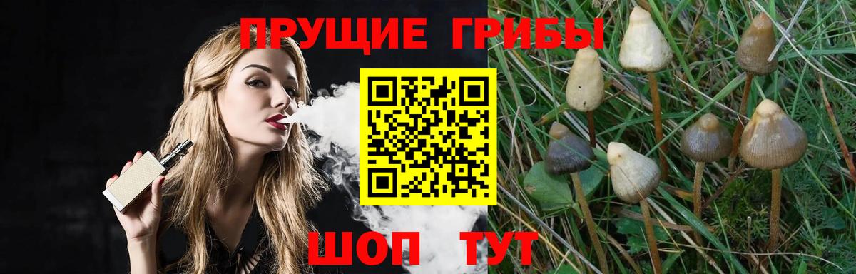Вичуга  Псилоцибиновые грибы MAGIC MUSHROOMS  Псилоцибиновые грибы Psilocybe  Вход с VPN 